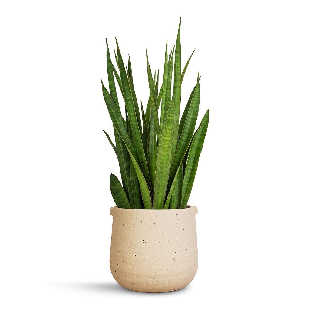 Sansevieria kirkii  - Star Sansevieria & Aurora Terrazzo Handle Plant Pot - Oat