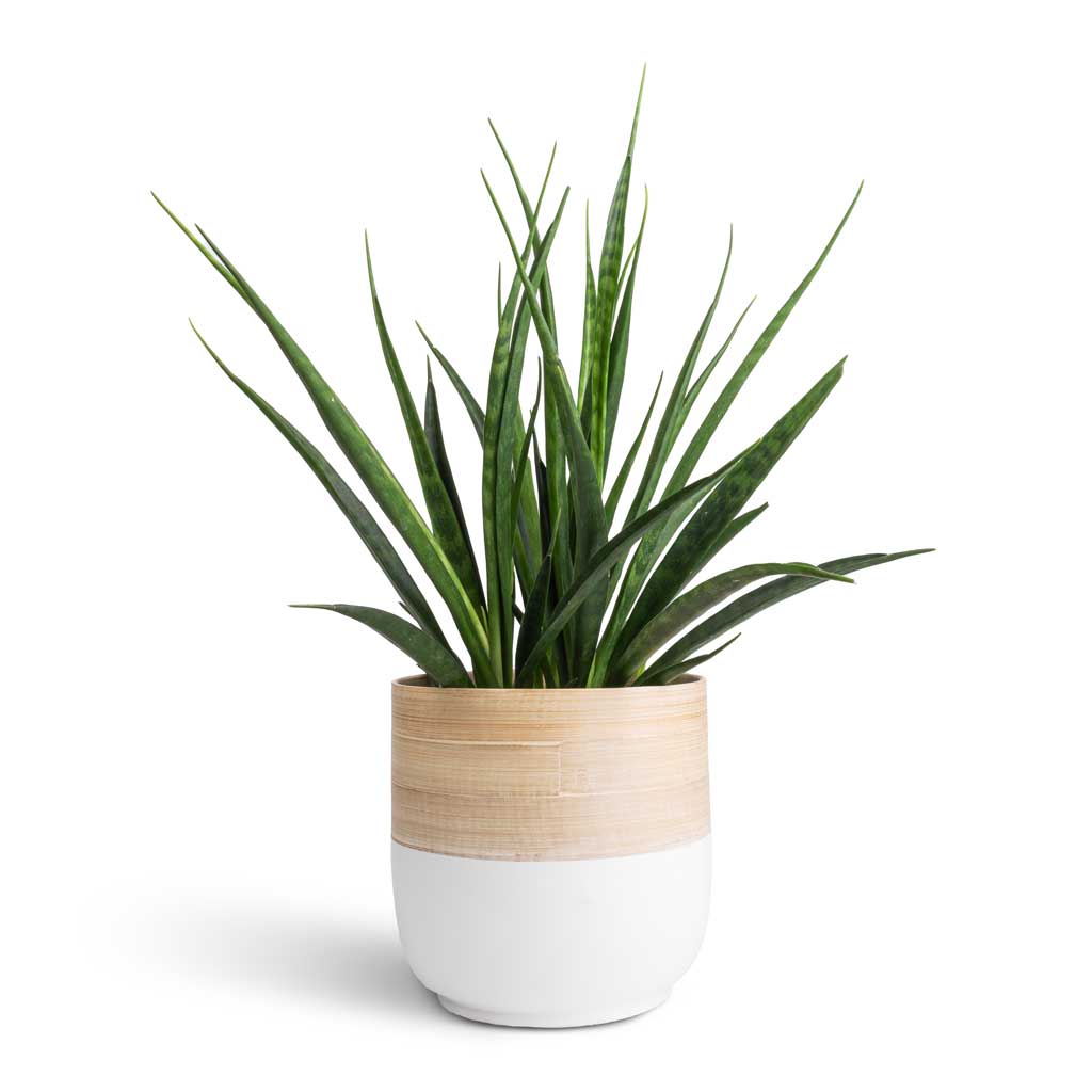 Sansevieria kirkii - Star Sansevieria & Bamboo Plant Pot - White