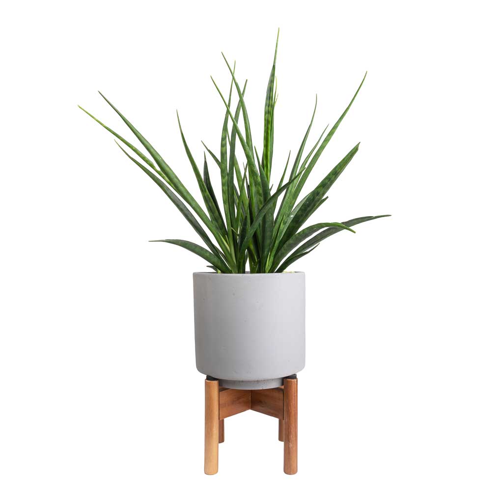 Sansevieria kirkii  - Star Sansevieria & Vigo Plant Pot with Wooden Stand - Concrete Grey