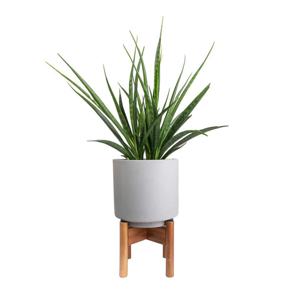 Sansevieria kirkii - Star Sansevieria - Quality Houseplants | Hortology