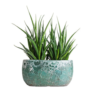 Sansevieria kirkii  - Star Sansevieria & Lava Oval Relic Plant Bowl - Jade