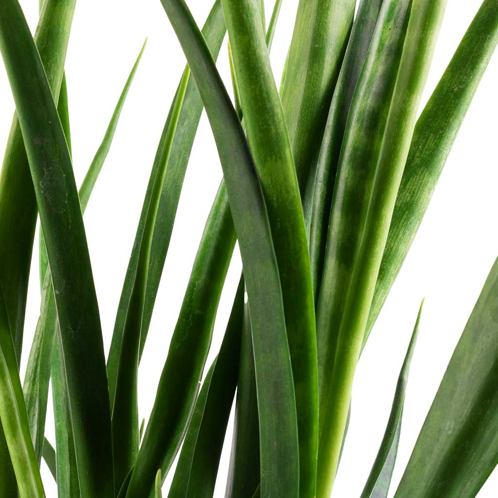 Sansevieria kirkii - Star Sansevieria