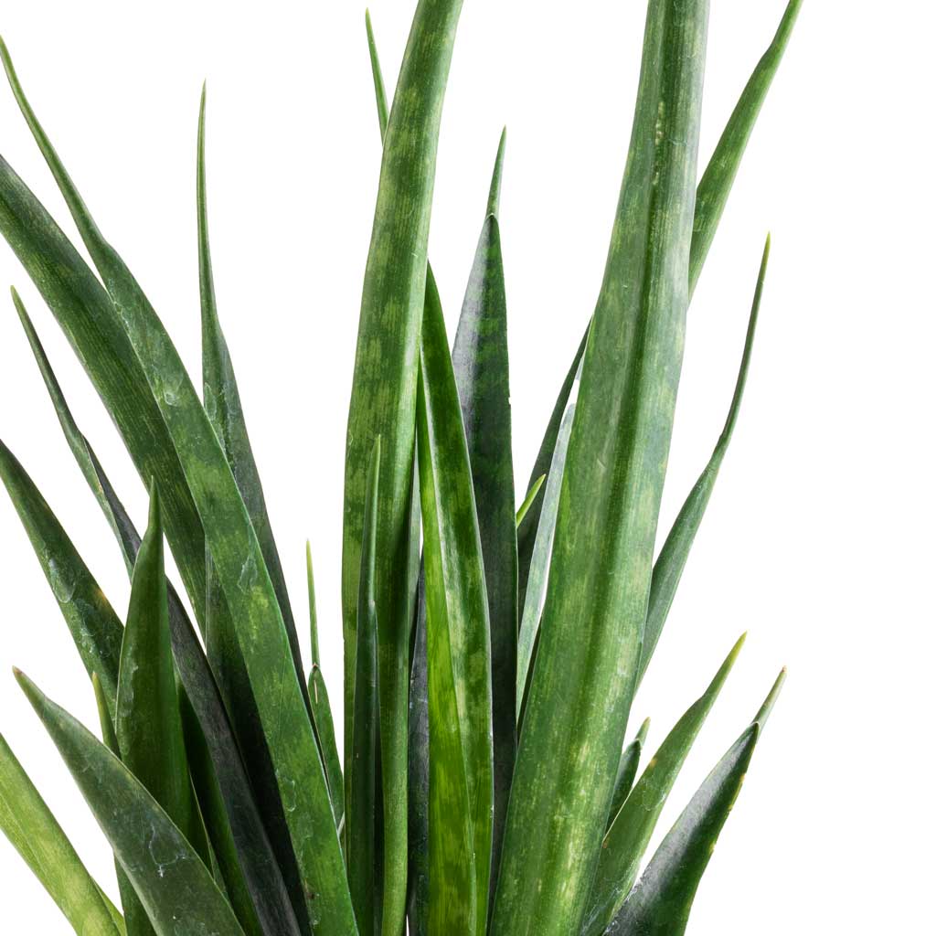 Sansevieria kirkii  - Star Sansevieria & Kaat Plant Pot - Green