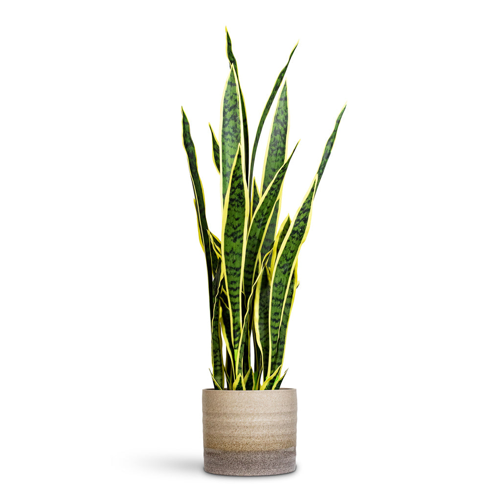Sansevieria laurentii Snake Plant Potted Artificial 95cm House Plant in Gia Pot Stone Granite 19x16cm