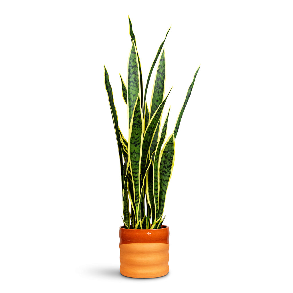 Sansevieria laurentii Snake Plant Potted Artificial 95cm House Plant in Odin Pot Red Terracotta 18x16cm