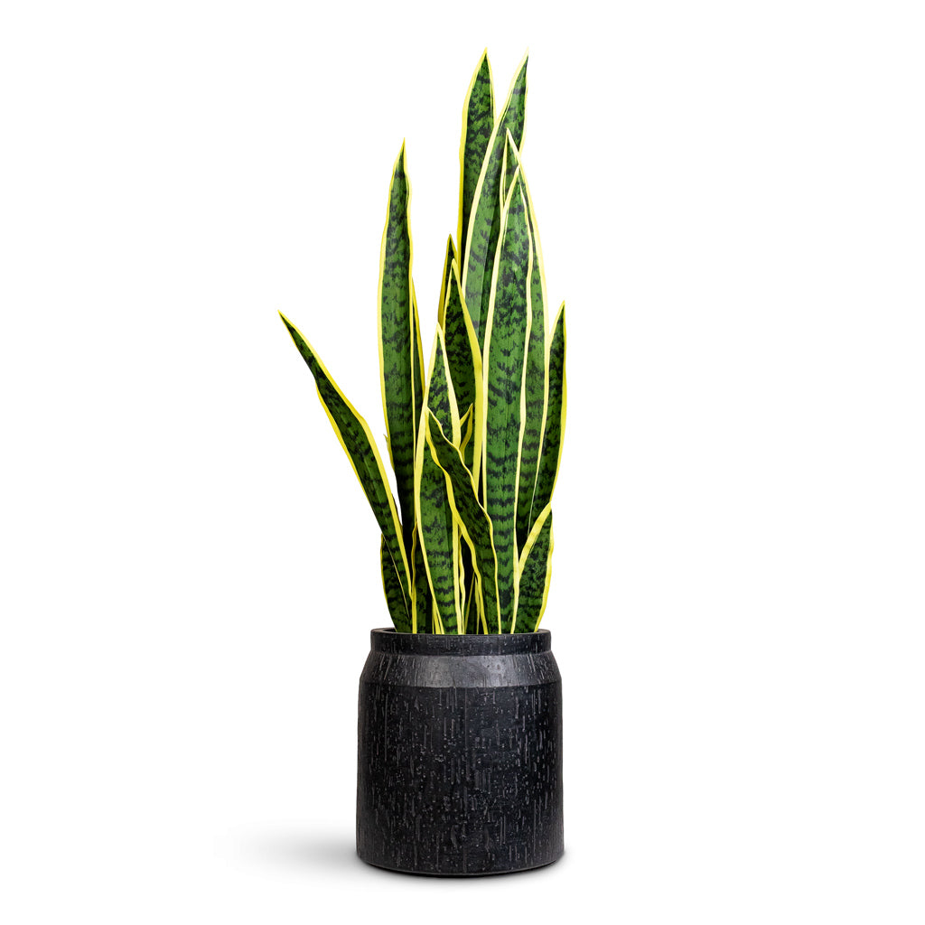 Sansevieria laurentii Snake Plant Potted Artificial 95cm House Plant in Raindrop Cylinder Jar Planter Anthracite 24x26cm