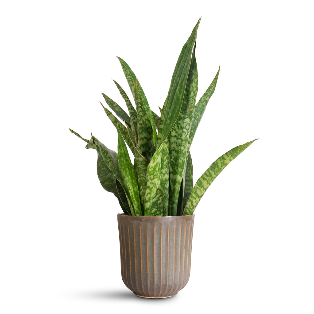 Sansevieria masoniana Dragon - 14x50cm In Roger Pot Thyme - 17x17cm