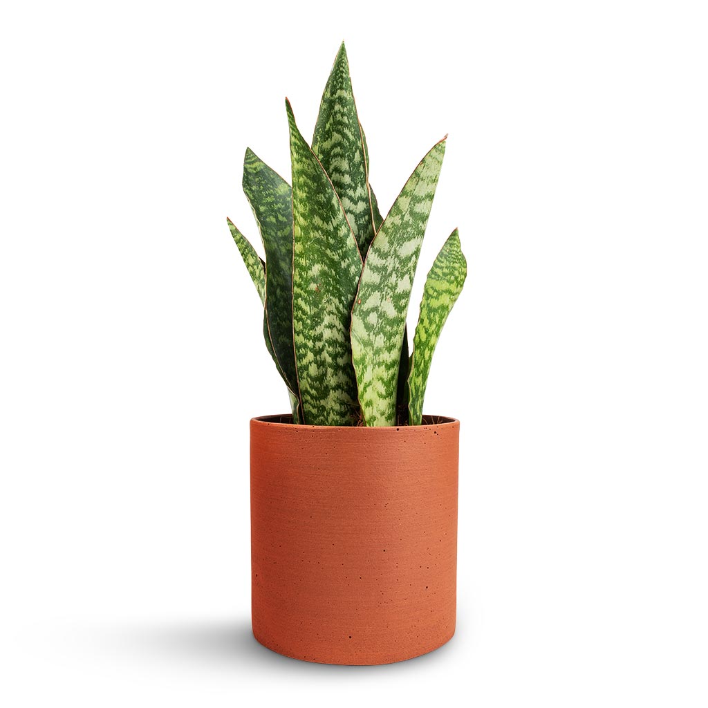 Sansevieria masoniana Dragon - Snake Plant & Puk Refined Planter - Canyon Orange