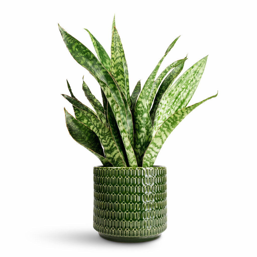 Sansevieria masoniana Dragon Snake Plant - 14x50cm In Flor Plant Pot Green - 18x16cm