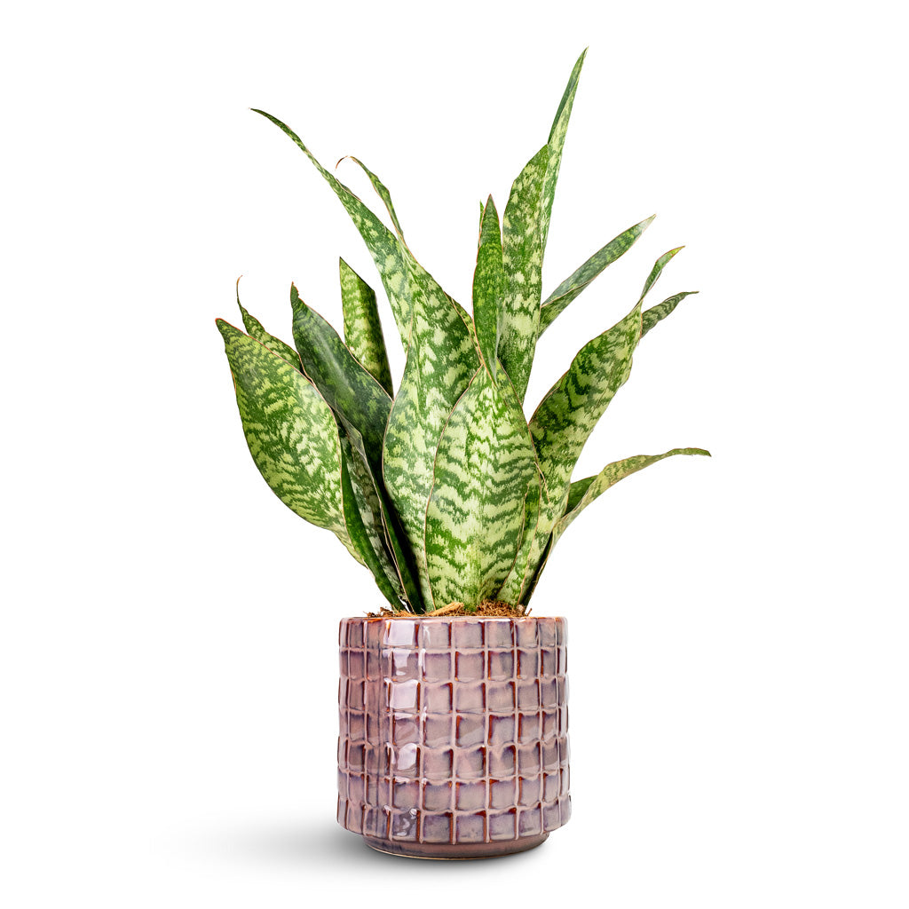 Sansevieria masoniana Dragon Snake Plant - 14x50cm In Stian Plant Pot Lavender Candy - 18x17cm