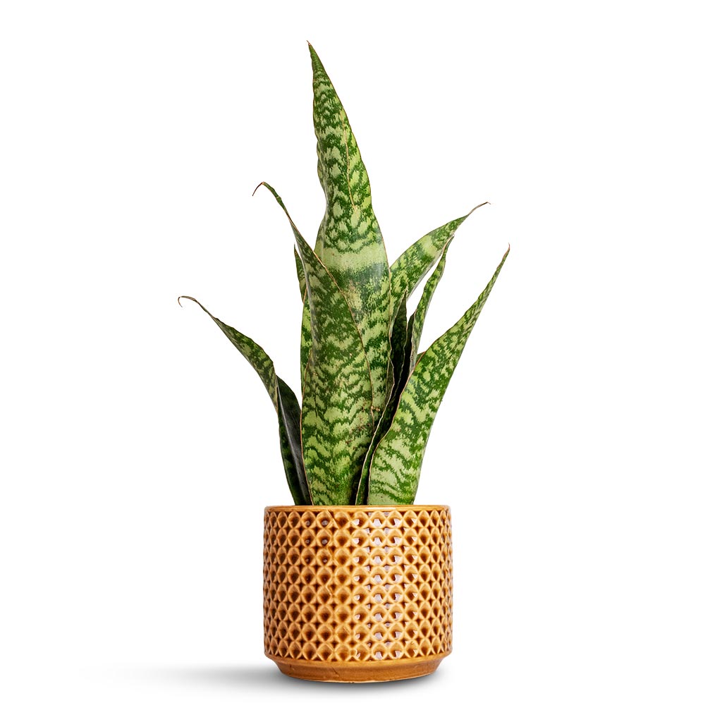 Sansevieria masoniana Dragon - Snake Plant &amp; Thies Plant Pot - Mustard