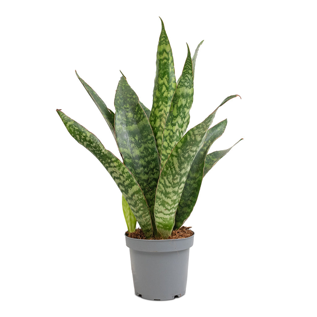 Sansevieria masoniana Dragon - Snake Plant