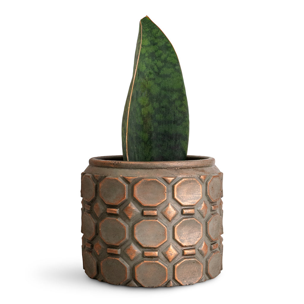 Sansevieria masoniana Victoria - 10x30cm In Jurre Pot Rose Rust - 14x11cm