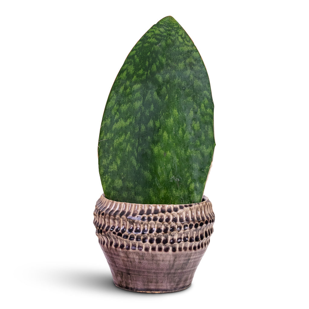 Sansevieria masoniana Victoria 15x40cm House Plant In Deb Pot Aubergine 20x15cm
