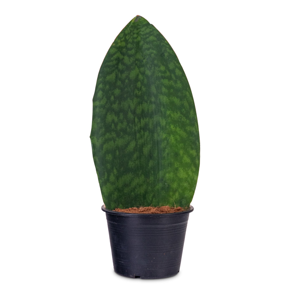 Sansevieria masoniana Victoria 15x40cm