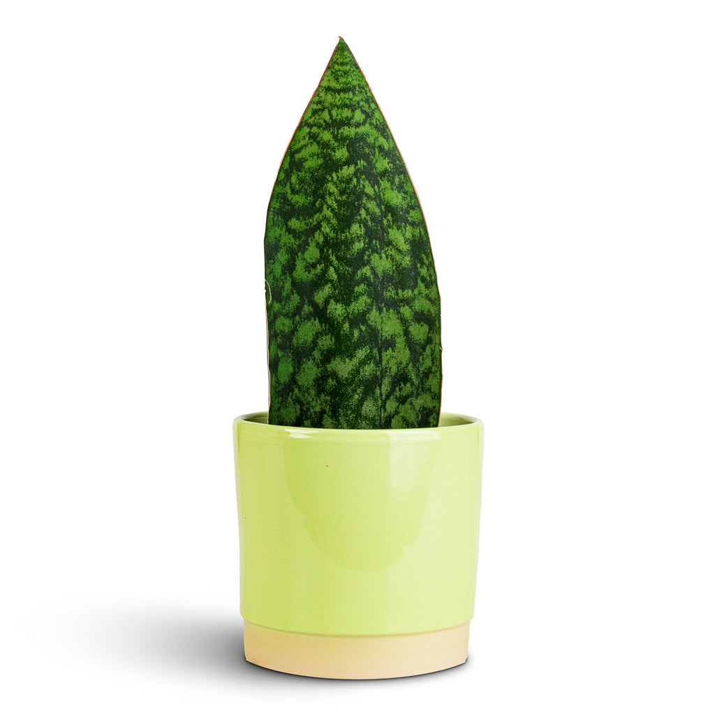 Sansevieria masoniana Victoria 9x20cm Saske Pot Pastel Green 12x11cm