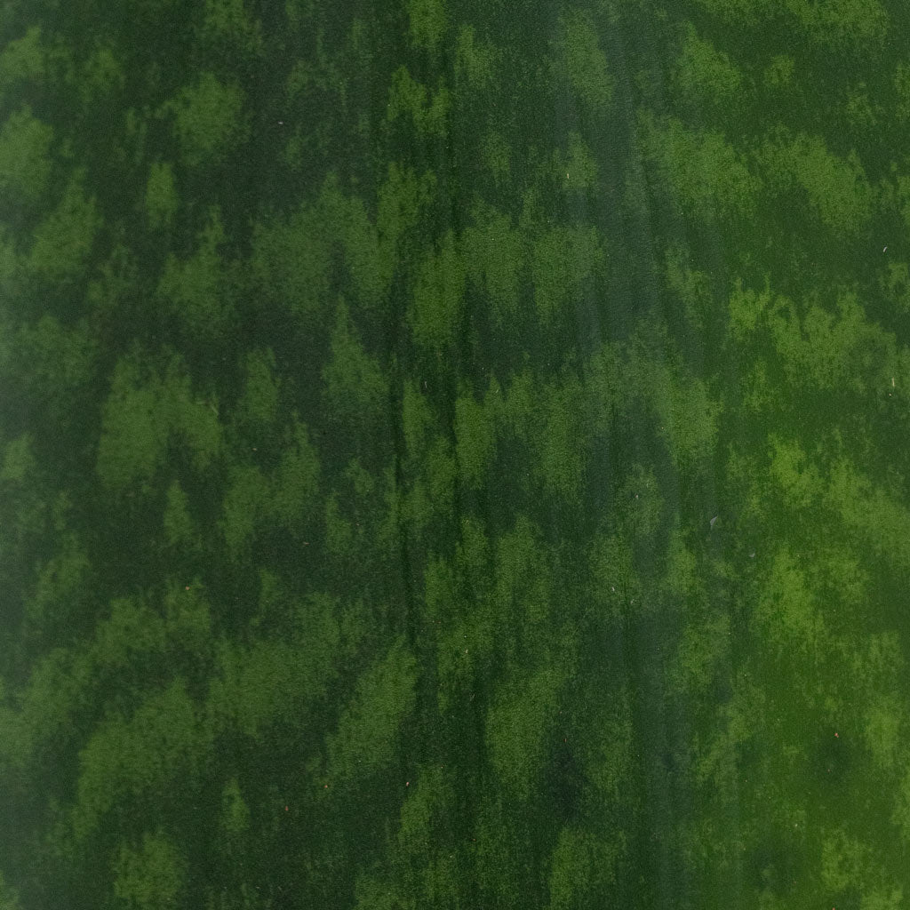 Sansevieria masoniana Victoria close up