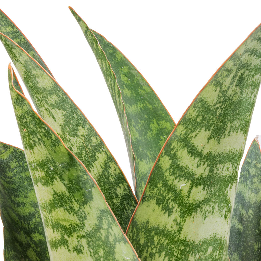 dragon snake plant Sansevieria masoniana Dragon - Snake Plant | Hortology