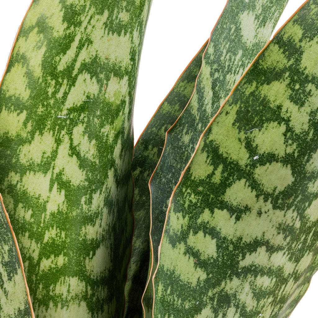 Sansevieria masoniana Dragon - Snake Plant Edge Of Leaves