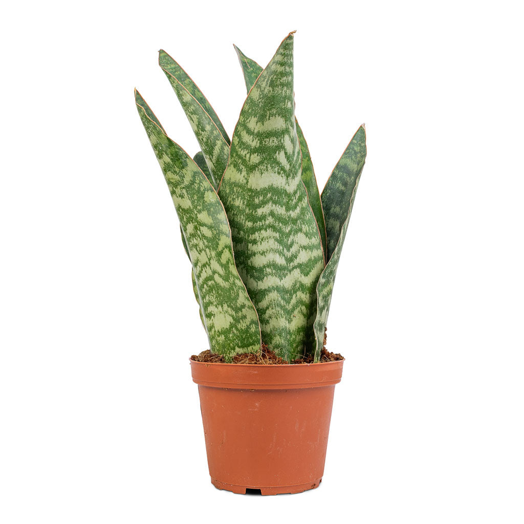 Sansevieria masoniana Dragon - Snake Plant - 12 x 40cm