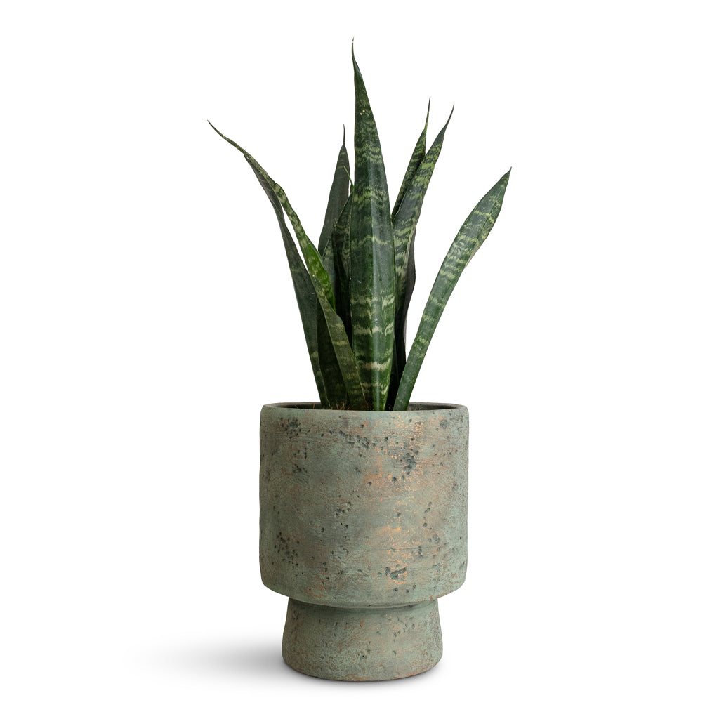 Sansevieria trifasciata Black Coral - 12x40cm In Aily Pot Grey Teal - 19x23cm