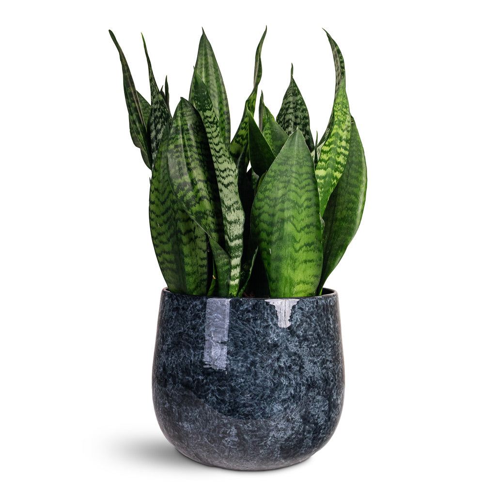 Sansevieria trifasciata Black Coral 21x70cm House Plant In Emmie Metal Pot Mystic Blue 27x23cm