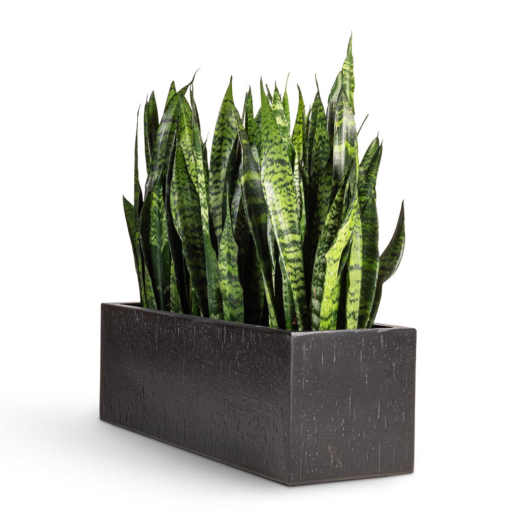 sansevieria rectangular planter Raindrop Trough Planter - Anthracite - Quality Planters | Hortology