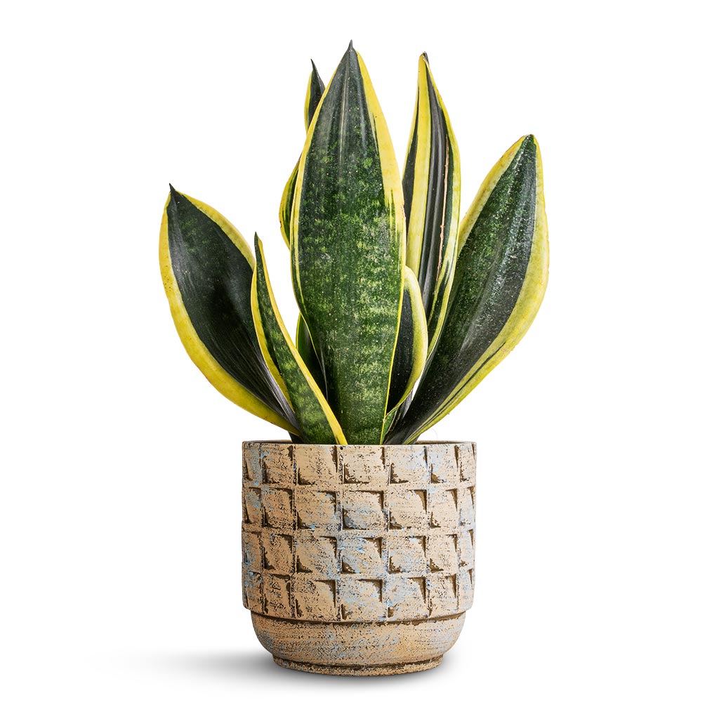 Sansevieria trifasciata Futura Superba &amp; Jim Plant Pot - Shell