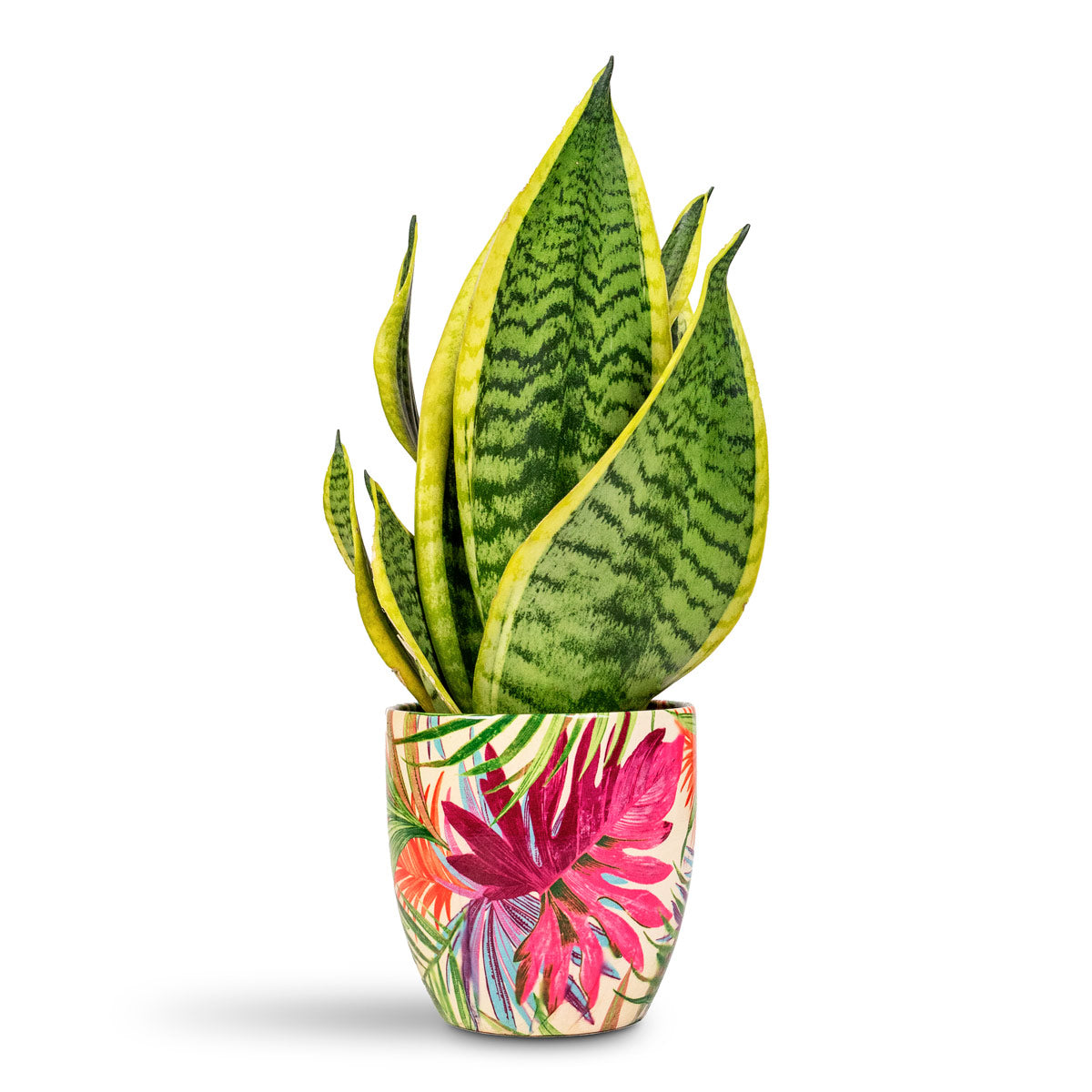 Sansevieria trifasciata Futura Superba - 12x35cm In Monza Pot Tropical Fuchsia - 13x13cm