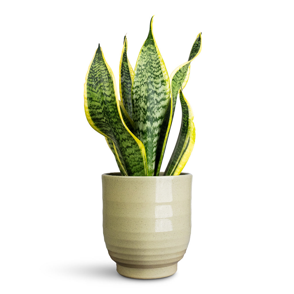 Sansevieria trifasciata Futura Superba In Sofia Pot Green