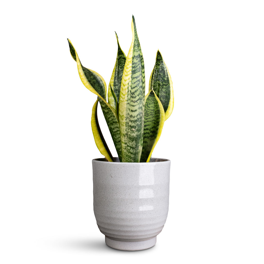 Sansevieria trifasciata Futura Superba In  Sofia Pot Grey