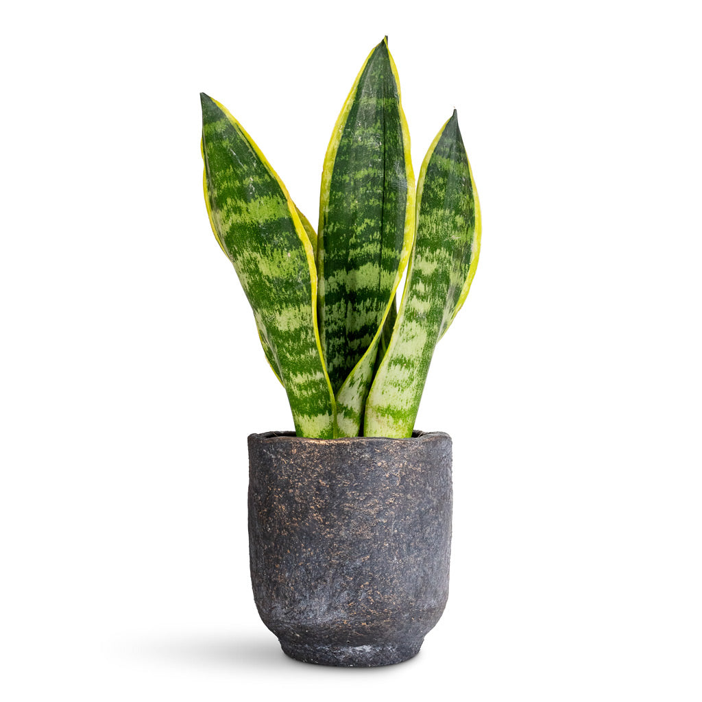 Sansevieria trifasciata Futura Superba - 9x30cm In Dave Pot Earth - 11x12cm