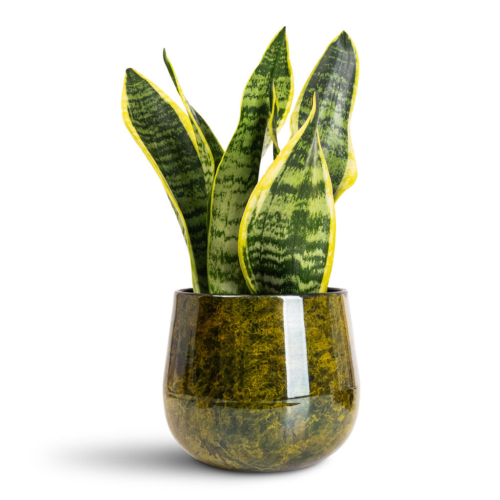 Sansevieria trifasciata Futura Superba 9x30cm In Emmie Metal Pot Mystic Yellow - 15x13cm