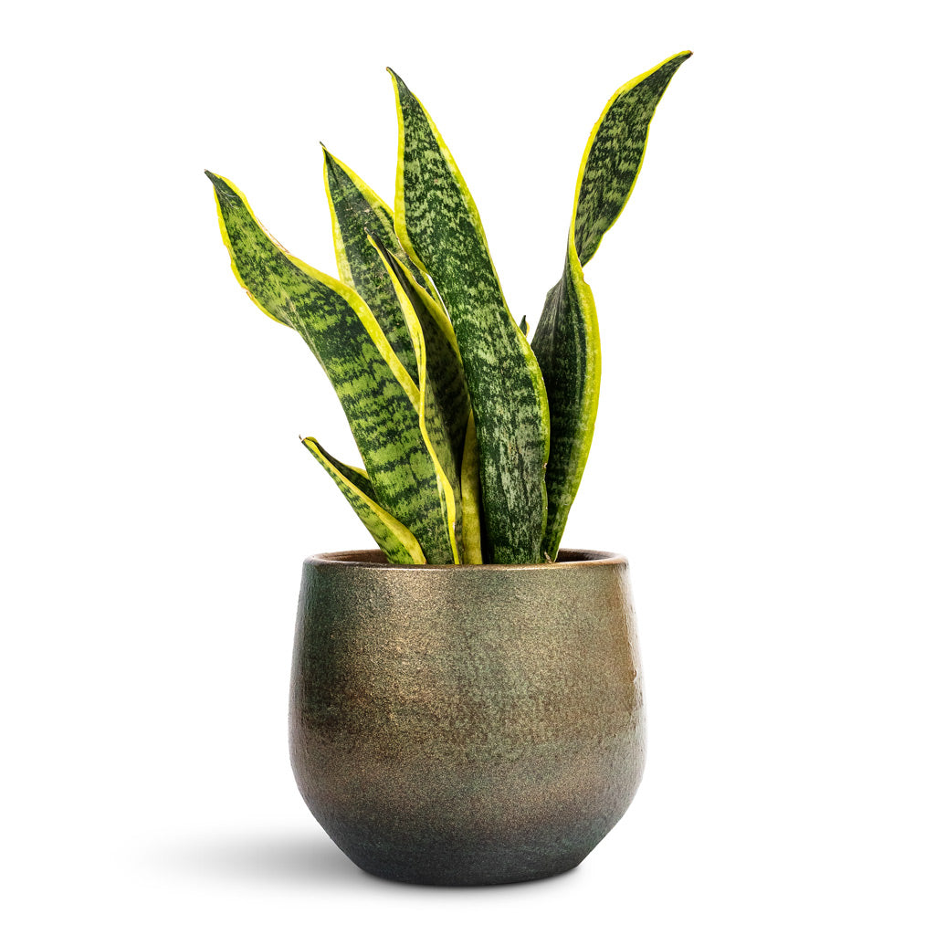 Sansevieria trifasciata Futura Superba - 9x30cm In Esra Plant Pot Shiny Green - 15x13cm