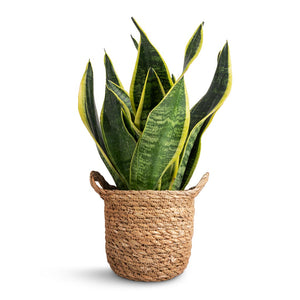 Sansevieria trifasciata Futura Superba & Nelis Plant Basket - Natural