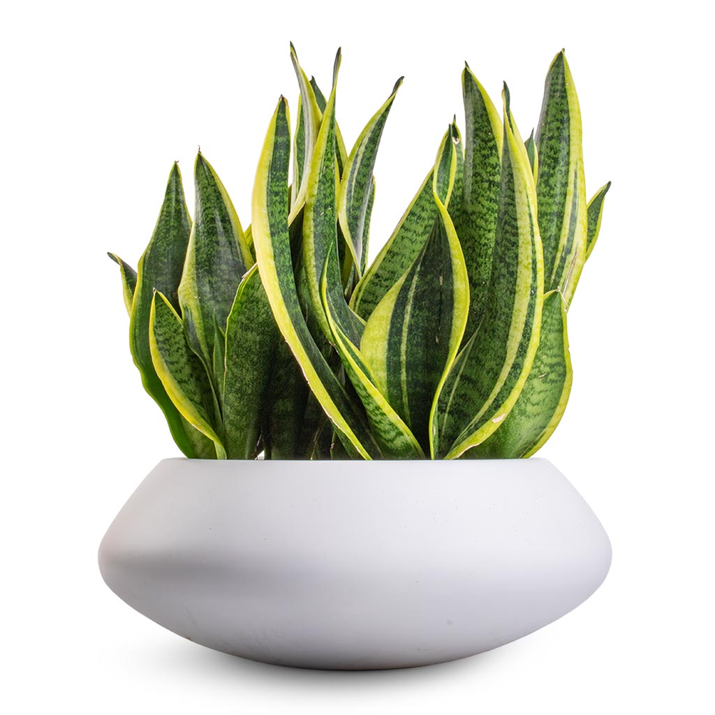 Sansevieria trifasciata Futura Superba &amp; Tara Essentials Bowl Planter - Matt White