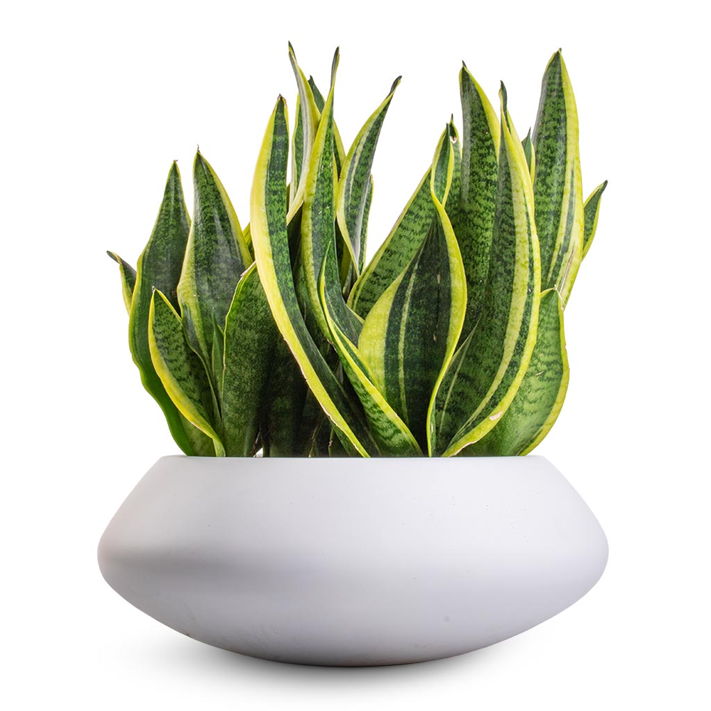 Tara Essentials Bowl Planter - Matt White XL