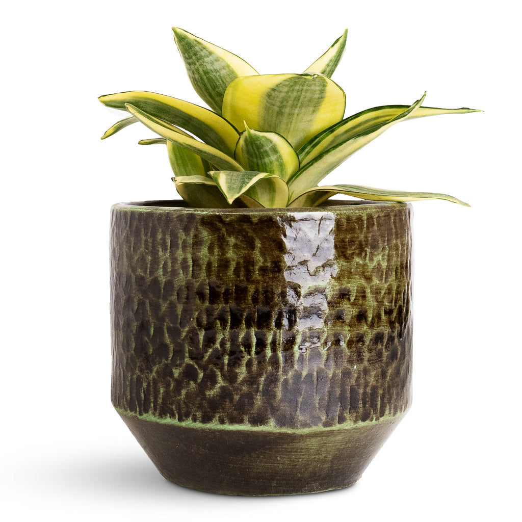 Sansevieria trifasciata Golden Hahnii - 12x20cm In Sanna Pot Moss Green - 15x13cm