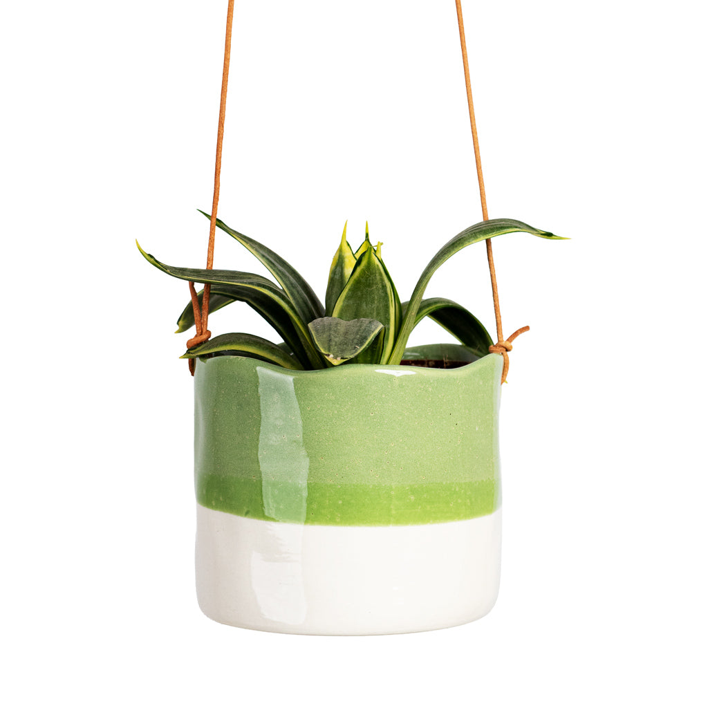 Sansevieria trifasciata Golden Hahnii 9x15cm House Plant In Wave Hanging Pot 10x9cm