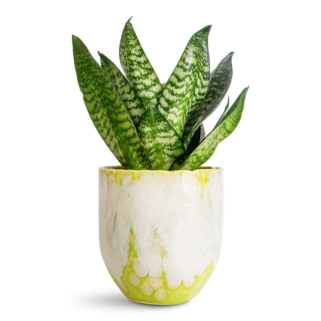 Sansevieria trifasciata Hahnii - 12x25cm In Davide Pot Apple Green -  13x13cm