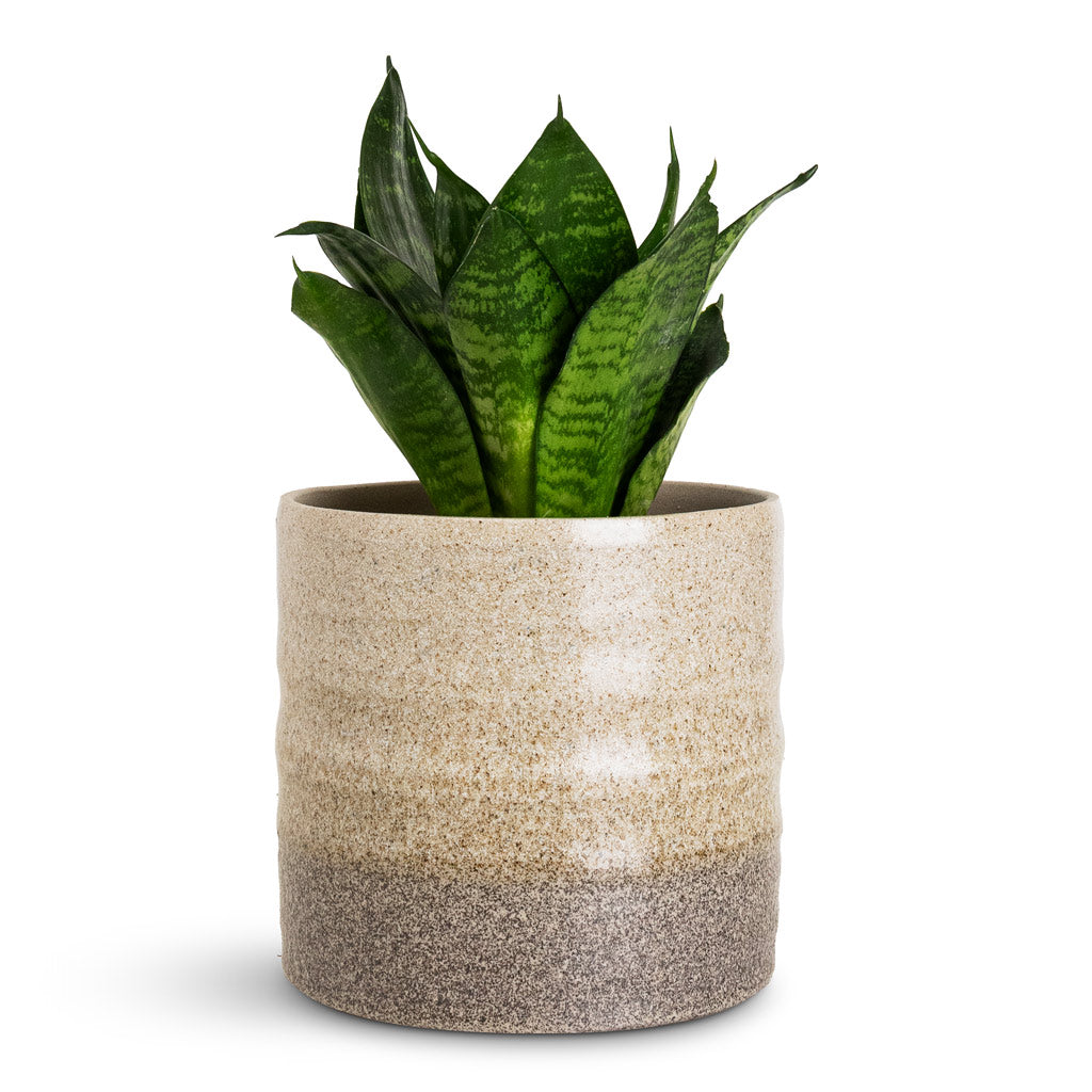 granite pot plant Gia Rippled Plant Pot - Stone Granite Dip