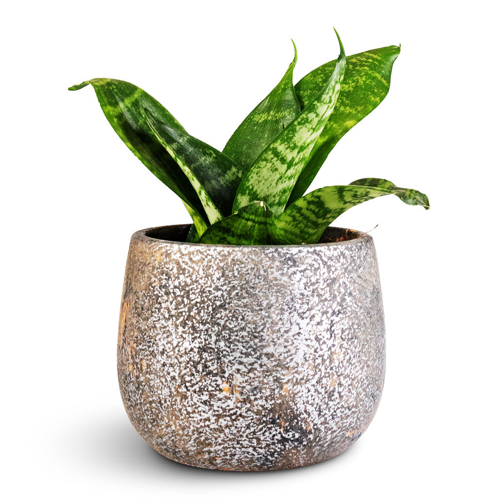 bird's nest snake plants Sansevieria trifasciata Hahnii - Birds Nest Snake Plant | Hortology
