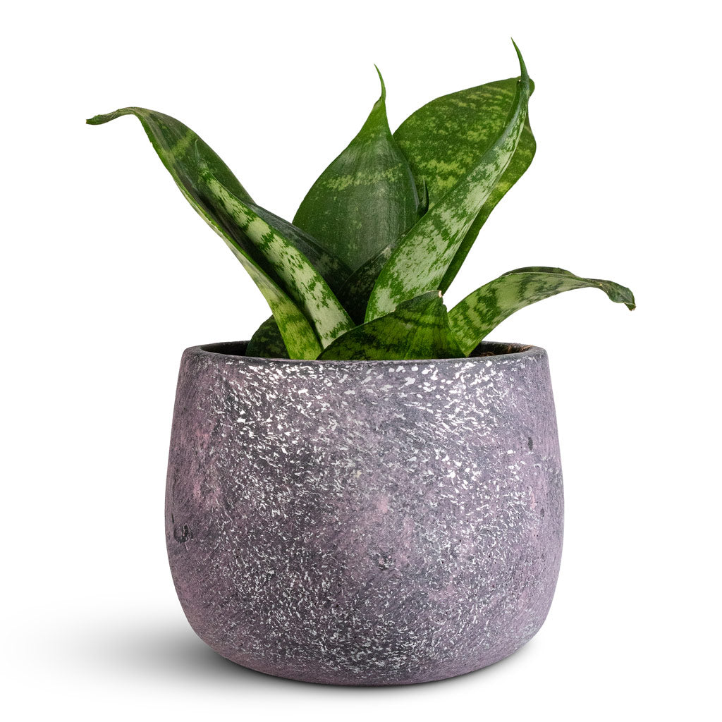 hahnii bird's nest snake plant Sansevieria trifasciata Hahnii - Birds Nest Snake Plant | Hortology