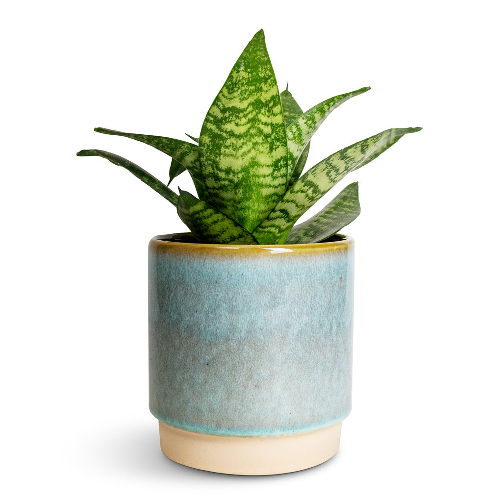 Sansevieria trifasciata Hahnii - Birds Nest Snake Plant & Copenhagen Plant Pot - Aqua