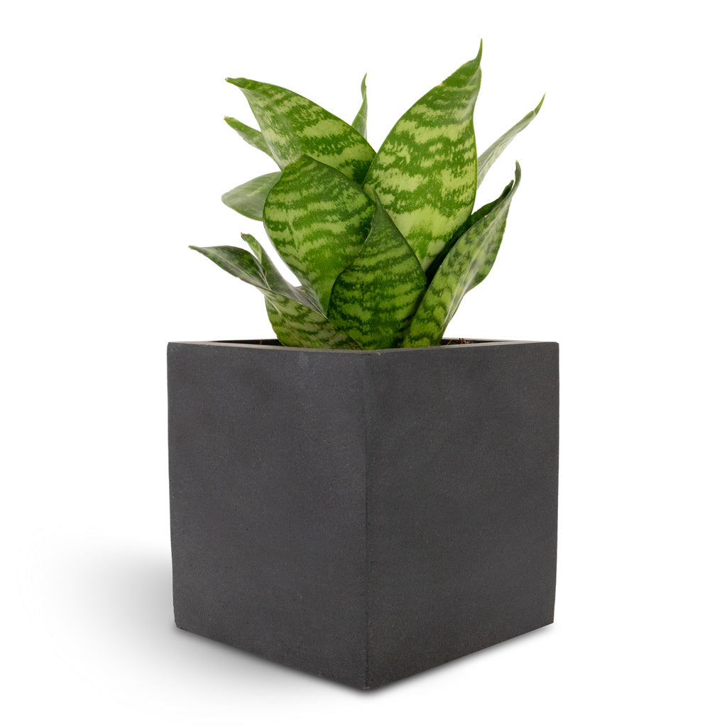 Sansevieria trifasciata Hahnii - Birds Nest Snake Plant & Fleur Natural Planter - Black