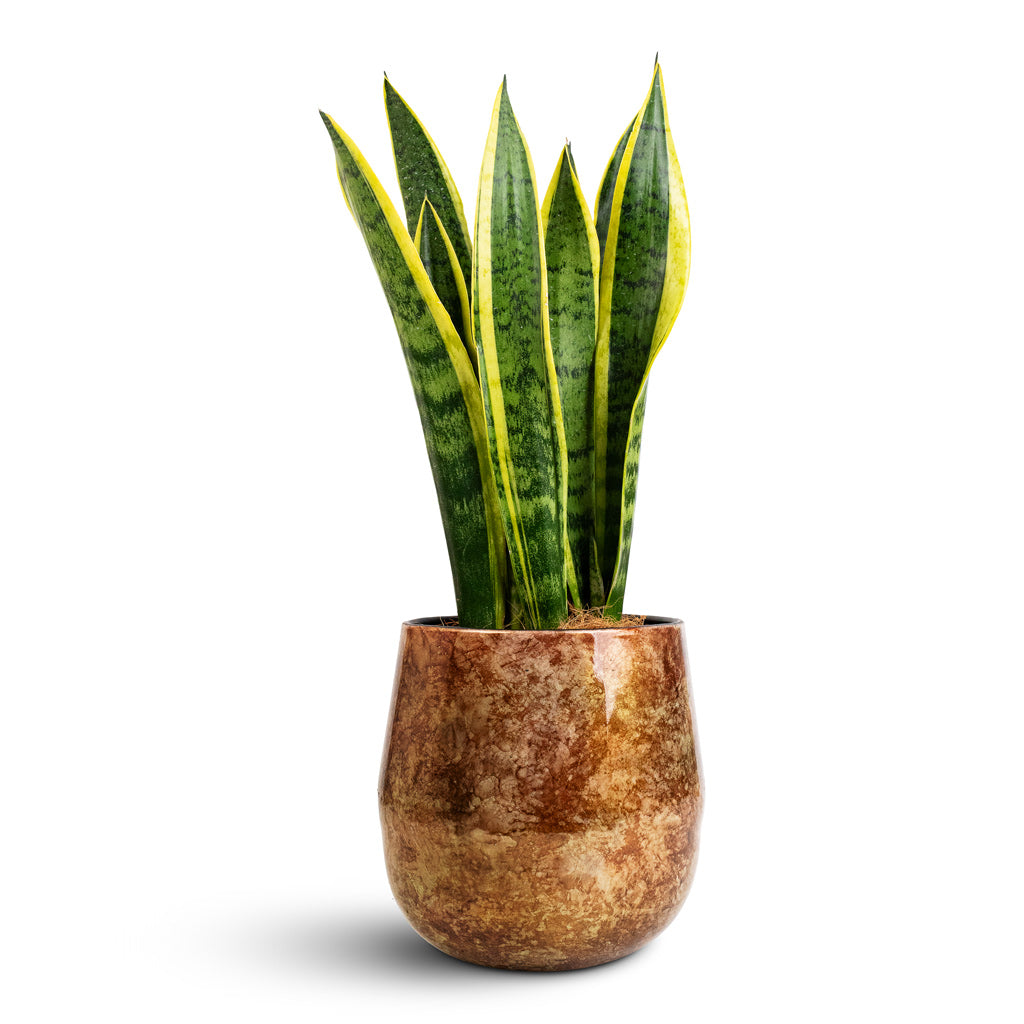 Sansevieria trifasciata Laurentii - 14x50cm In Cilia Metal Pot Latte Copper - 22x20cm