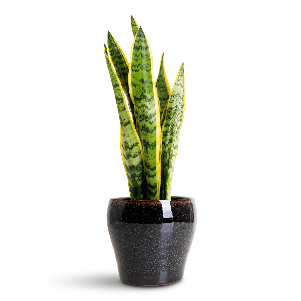 Sansevieria trifasciata Laurentii - 14x50cm In Nia Pot Midnight - 19x17cm