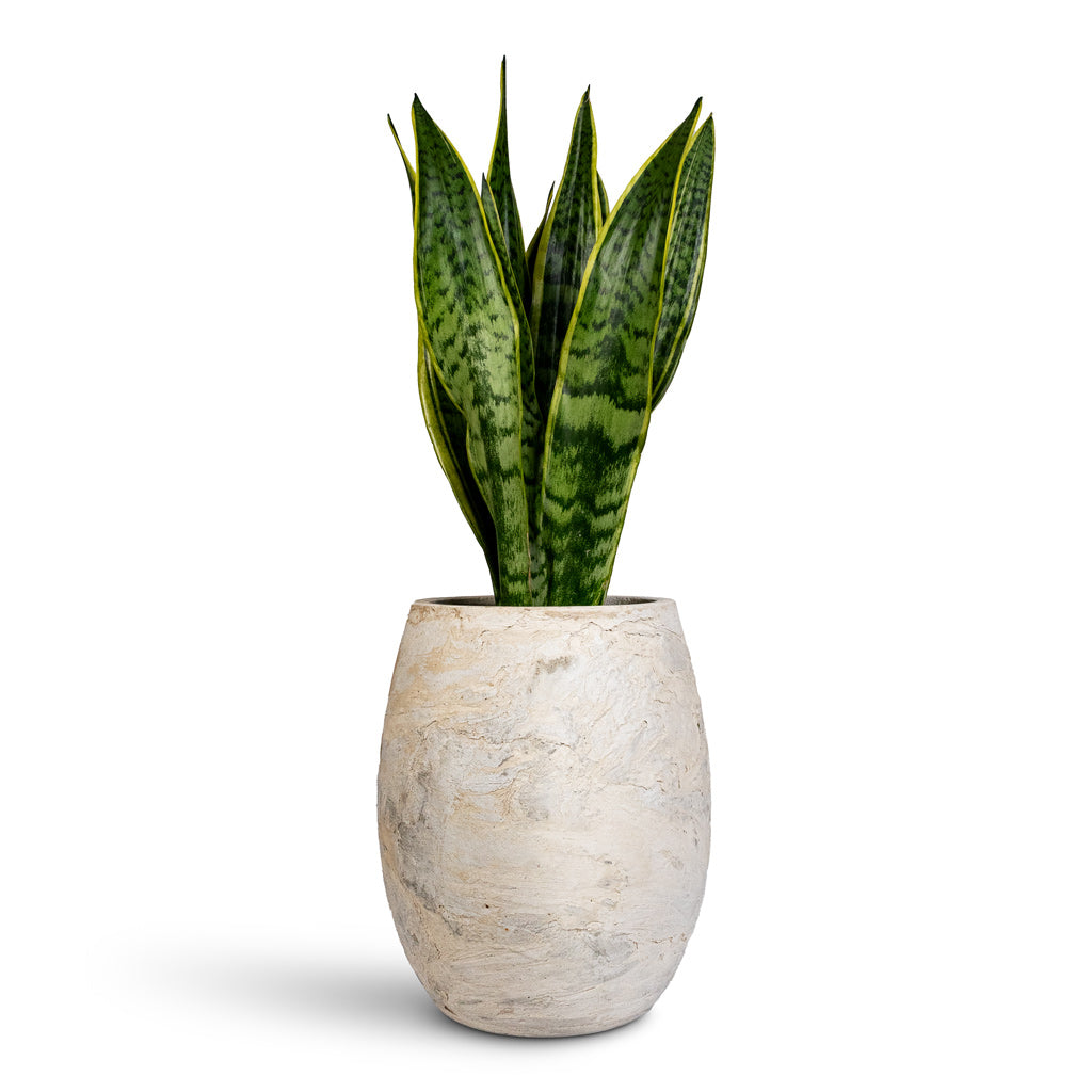 Sansevieria trifasciata Laurentii - 17x60cm In Algar Balloon Planter White - 30x36cm