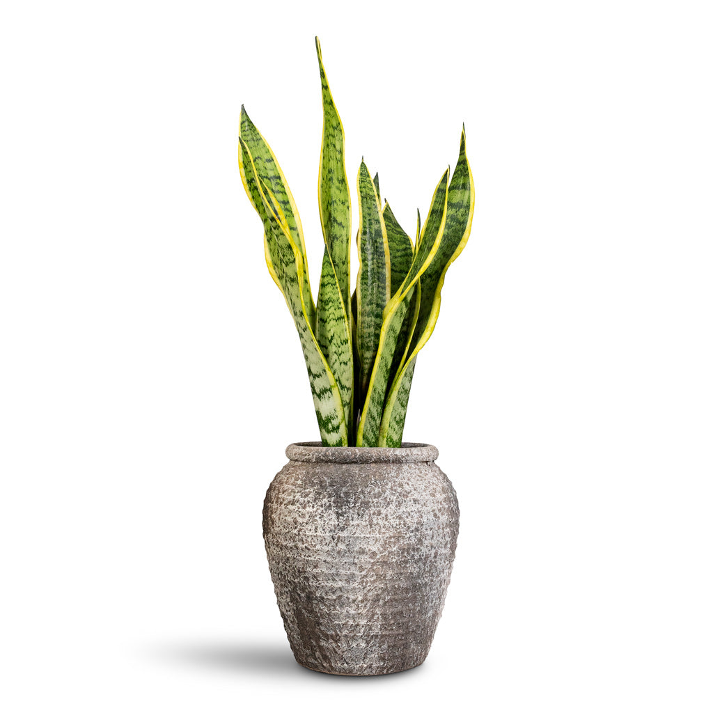 Sansevieria trifasciata Laurentii - 17x60cm In Honeypot Planter Rustic Grey - 19x21cm