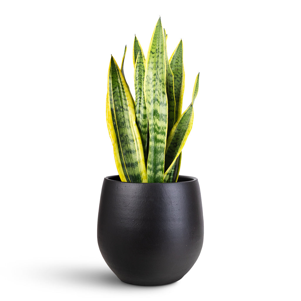 Sansevieria trifasciata Laurentii 17x60cm Isabel Pot Black 31x28cm